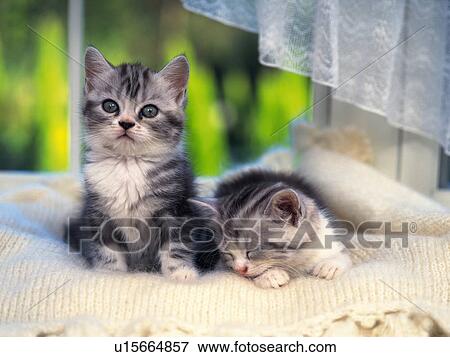 Stock Photo -  Two Kittens Lying in a White Wool-blanket, one Sleeping, Front View, Differential Focus. Fotosearch