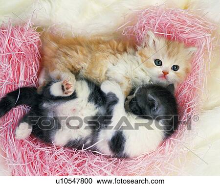 Stock Image - Two Kittens Lying on a Pink Fluffy Fabric, High Angle View. Fotosearch