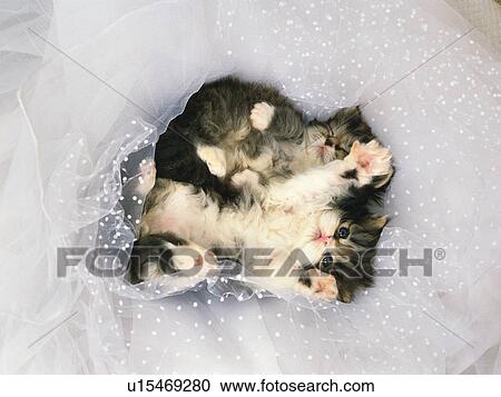 Stock Image - Two Kittens Lying on a White Transparent Fabric, High Angle View. Fotosearch
