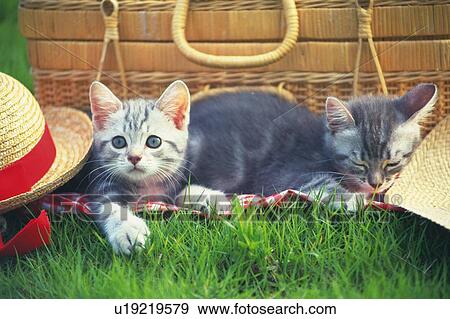 Two Kittens Resting Outside, Having a Picknick, Front View, Differential Focus View Large Photo Image Stock Photo - Two Kittens Resting Outside, Having a Picknick, Front View, Differential Focus. Fotosearch