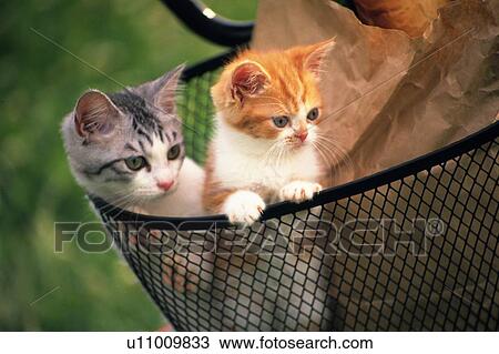 Stock Image - Two Kittens Sitting in a Bicycle Basket, Looking Sideways, Side View, Differential Focus. Fotosearch
