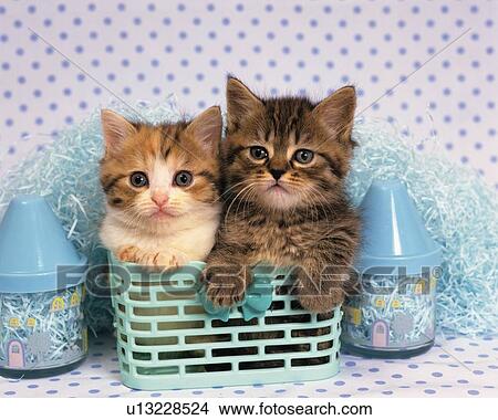 Two Kittens Sitting in a Blue-colored Basket, Looking at Camera, Front View View Large Photo Image Picture - Two Kittens Sitting in a Blue-colored Basket, Looking at Camera, Front View. Fotosearch