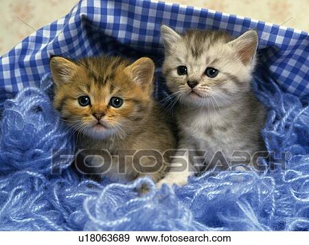Two Kittens Sitting in a Blue-colored Basket Filled With Blue Wool, Looking Sideways, Front View View Large Photo Image Stock Photo - Two Kittens Sitting in a Blue-colored Basket Filled With Blue Wool, Looking Sideways, Front View. Fotosearch