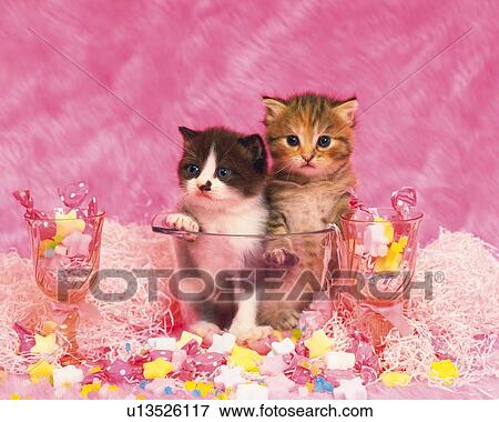 Stock Photo - Two Kittens Sitting in a Plastic Bowl, Surrounded By Pink Objects, Looking Sideways, Front View. Fotosearch