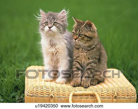 Stock Image -  Two Kittens Sitting on a Basket Suitcase, Surrounded By Grass, Front View, Differential Focus. Fotosearch