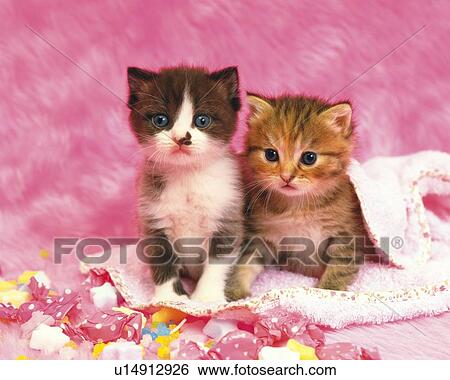 Stock Photograph - Two Kittens Sitting on a Pink-colored Towel, Surrounded by Pink Objects, Looking Sideways, Front View. Fotosearch