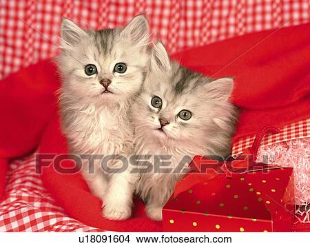 Picture - Two Kittens Sitting on a Red-colored Blanket, Looking at Camera, Front View. Fotosearch