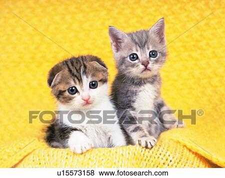 Stock Photo -  Two Kittens, Sitting on a Yellow-colored Blanket, Front View, Looking at Camera. Fotosearch