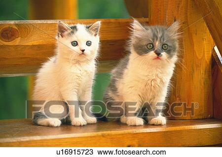 Two Kittens Sitting on a Wooden Stool, Looking Sideways, Side View, Differential Focus View Large Photo Image Stock Image - Two Kittens Sitting on a Wooden Stool, Looking Sideways, Side View, Differential Focus. Fotosearch