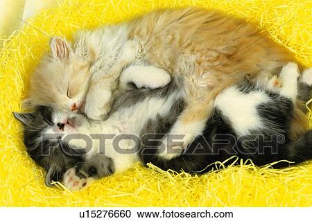 Two Kittens Sleeping on a Yellow-colored Fluffy Fabric, High Angle View View Large Photo Image Stock Image - Two Kittens Sleeping on a Yellow-colored Fluffy Fabric, High Angle View. Fotosearch