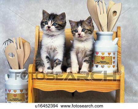Two Kittens Standing on a Wooden Stool, Surrounded By Wooden Spoons, Front View, Looking Sideways View Large Photo Image Picture - Two Kittens Standing on a Wooden Stool, Surrounded By Wooden Spoons, Front View, Looking Sideways. Fotosearch