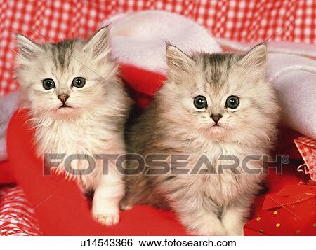 Two Kittens Surrounded By Red Objects, Looking at Camera, Front View View Large Photo Image Stock Photograph - Two Kittens Surrounded By Red Objects, Looking at Camera, Front View. Fotosearch