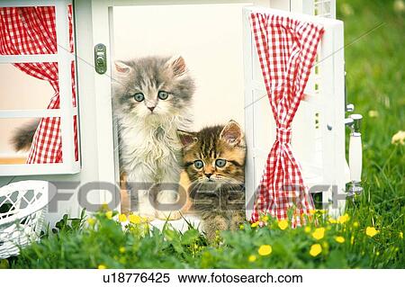 Stock Photography - Two Persian Cats In a Little Dollhouse, Looking Sideways, Front View, Differential Focus. Fotosearch