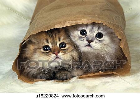 Picture - Two Persian Cats In a Little Paper bag, Looking at Camera, High Angle View. Fotosearch