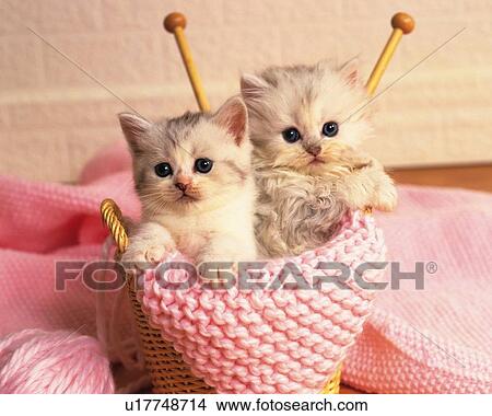 Picture - Two Persian Cats Sitting in a Knitting Basket Full of Pink Wool, Looking at Camera, Front View, Differential Focus. Fotosearch