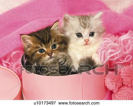 Stock Photo -  Two Persian Cats Sitting in a Pink Box, Surrounded By Pink Objects, High Angle View. Fotosearch