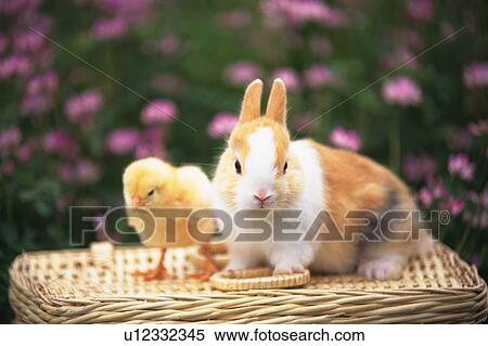 A Chick and a Rabbit On a Basket, Surrounded By a Pink-colored Flower-field, Front View, Differential Focus View Large Photo Image Stock Photography - A Chick and a Rabbit On a Basket, Surrounded By a Pink-colored Flower-field, Front View, Differential Focus. Fotosearch