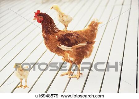 Stock Photo - A Chicken and Two Chicks On a Wooden Floor, Looking Sideways, Differential Focus, Side View. Fotosearch