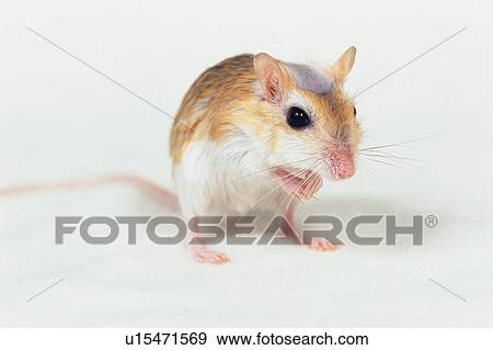 a Djungarian Hamster, Looking at Camera, Side View, Differential Focus View Large Photo Image Stock Photo -  a Djungarian Hamster, Looking at Camera, Side View, Differential Focus. Fotosearch
