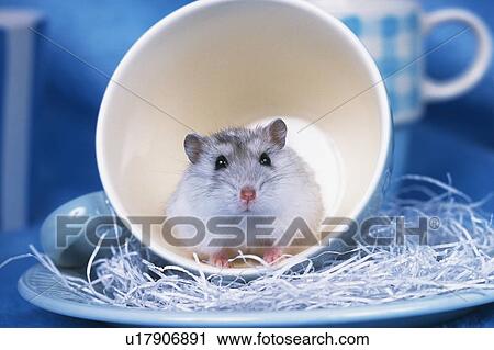 Stock Image -  a Djungarian Hamster Looking Up From a Blue Cup, Looking at Camera, Front View, Differential Focus. Fotosearch