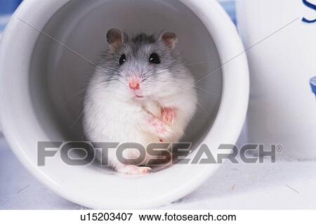 Stock Photo -  a Djungarian Hamster Sitting in a White Cup, Looking at Cup, Front View. Fotosearch