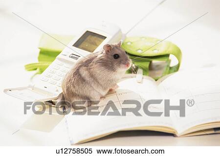 A Djungarian Hamster Surrounded By Everyday-belongings, Side View, High Angle View View Large Photo Image Stock Photography - A Djungarian Hamster Surrounded By Everyday-belongings, Side View, High Angle View. Fotosearch