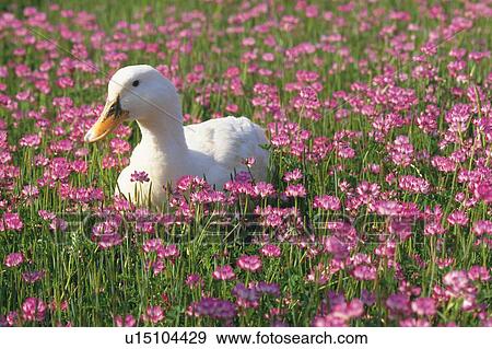 a Duck Lying in a Pink-colored Flower-field, High Angle View, Differential Focus View Large Photo Image Stock Photo - a Duck Lying in a Pink-colored Flower-field, High Angle View, Differential Focus. Fotosearch