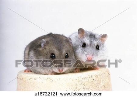 A Golden Hamster and a Djungarian Hamster Sitting on a Flower Pot, Looking at Camera, Front View, Differential Focus View Large Photo Image Stock Image - A Golden Hamster and a Djungarian Hamster Sitting on a Flower Pot, Looking at Camera, Front View, Differential Focus. Fotosearch