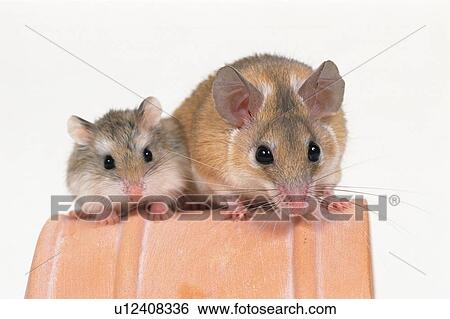 A Golden Hamster and a Djungarian Hamster Sitting on a Flower Pot, Looking at Camera, Front View View Large Photo Image Stock Photograph - A Golden Hamster and a Djungarian Hamster Sitting on a Flower Pot, Looking at Camera, Front View. Fotosearch