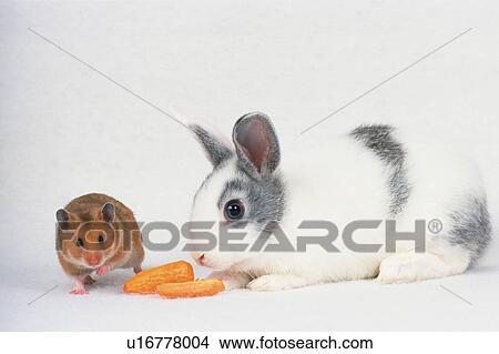 Picture - A Golden Hamster and a Rabbit About to Eat Some Dried Carrots, Side View, Front View. Fotosearch