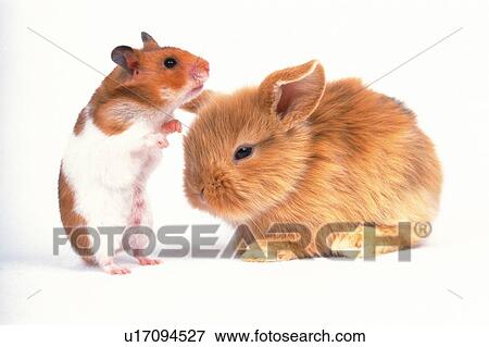 a Golden Hamster and a Rabbit, Side View View Large Photo Image Stock Photo - a Golden Hamster and a Rabbit, Side View. Fotosearch