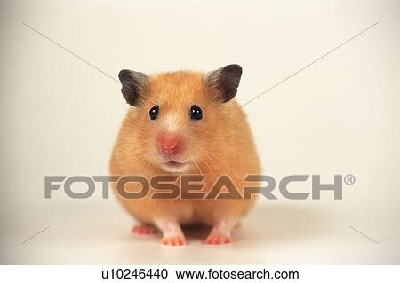 Stock Image -  a Golden Hamster, Looking Sideways, Front View, Differential Focus. Fotosearch