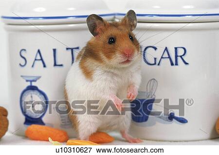 Stock Photo -  a Golden Hamster Standing In Front of a Salt and Sugar Bowl, Front View. Fotosearch