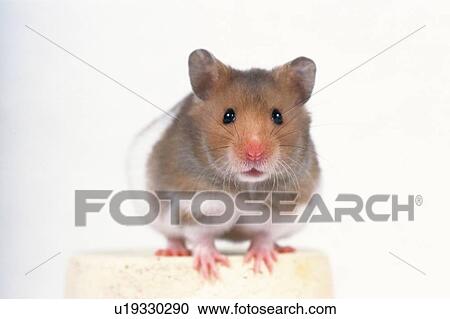 Stock Image -  a Golden Hamster Standing on a Flower Pot, Looking at Camera, Front View. Fotosearch