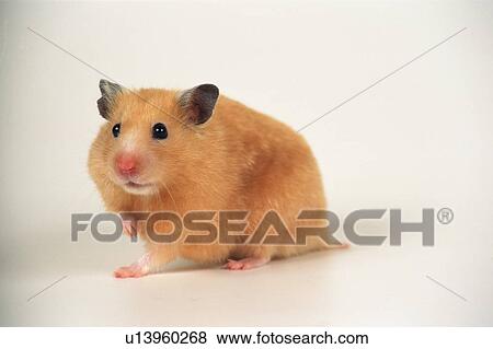 a Golden Hamster View Large Photo Image Stock Photo - a Golden Hamster. Fotosearch
