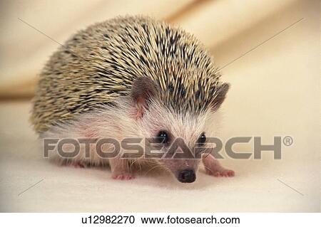 a Hedgehog, Looking at Camera, Side View, Differential Focus View Large Photo Image Stock Image - a Hedgehog, Looking at Camera, Side View, Differential Focus. Fotosearch