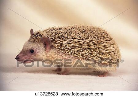 Stock Photo -  a Hedgehog, Looking Sideways, Side View, Differential Focus. Fotosearch