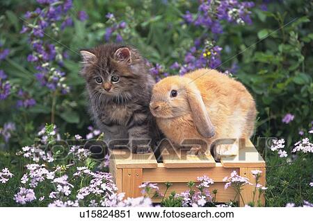 Stock Image -  a Kitten and a Lop Ear Rabbit Standing on a Wooden Box, Looking Sideways, Surrounded By Flowers, Front View, Differential Focus. Fotosearch