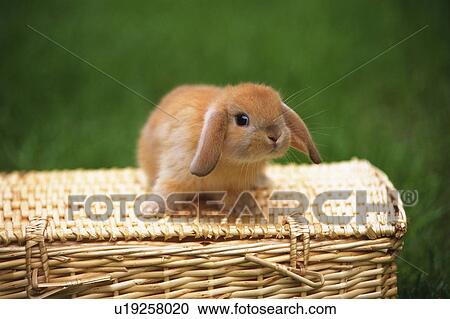 a Little Lop Ear Rabbit Sitting on a Basket, Surrounded By Green, High Angle View View Large Photo Image Stock Image - a Little Lop Ear Rabbit Sitting on a Basket, Surrounded By Green, High Angle View. Fotosearch
