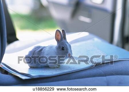 A Little Rabbit Sitting on a Map Inside a Car, Looking at Camera, Side View, Differential Focus View Large Photo Image Stock Photo - A Little Rabbit Sitting on a Map Inside a Car, Looking at Camera, Side View, Differential Focus. Fotosearch