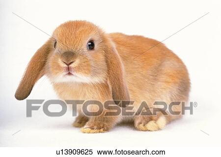 a Lop Ear Rabbit Looking at Camera, Front View, Differential Focus View Large Photo Image Stock Photography - a Lop Ear Rabbit Looking at Camera, Front View, Differential Focus. Fotosearch
