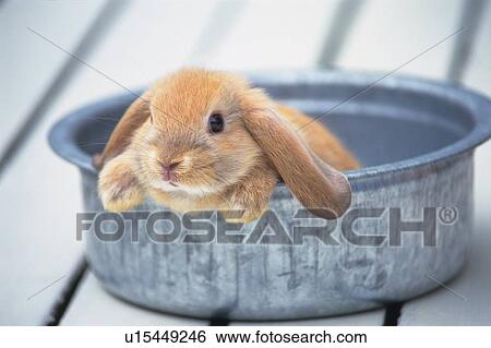 a Lop Ear Rabbit Looking Out From a Silvern Can, Side View, Differential Focus View Large Photo Image Stock Photograph - a Lop Ear Rabbit Looking Out From a Silvern Can, Side View, Differential Focus. Fotosearch