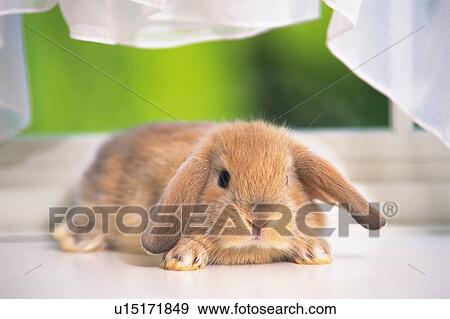 Stock Photo -  a Lop Ear Rabbit, Lying on a White Floor, Looking at Camera, Front View, Differential Focus. Fotosearch