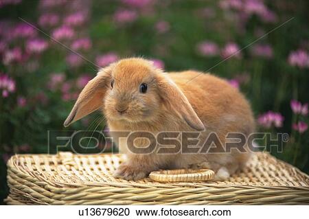 a Lop Ear Rabbit Sitting on a Basket, Looking at Camera, Side View, Surrounded by a Pink-colored Flower Field, Differential Focus View Large Photo Image Stock Image - a Lop Ear Rabbit Sitting on a Basket, Looking at Camera, Side View, Surrounded by a Pink-colored Flower Field, Differential Focus. Fotosearch