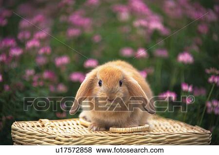 Stock Photo -  a Lop Ear Rabbit Sitting on a Basket, Surrounded by a Pink Flower-field, Front View, Looking at Camera, Differential Focus. Fotosearch