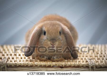 Stock Photography -  a Lop Ear Rabbit Sitting on a Basket, Looking at Camera, Front View, Differential Focus. Fotosearch