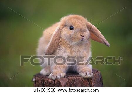 a Lop Ear Rabbit Standing on a Tree Trunk, Looking at Camera, Front View, Differential Focus View Large Photo Image Stock Photo - a Lop Ear Rabbit Standing on a Tree Trunk, Looking at Camera, Front View, Differential Focus. Fotosearch