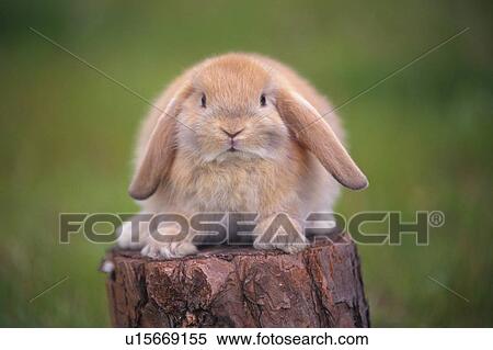 a Lop Ear Rabbit Standing on a Tree Trunk, Looking at Camera, Front View, Differential Focus View Large Photo Image Stock Photography - a Lop Ear Rabbit Standing on a Tree Trunk, Looking at Camera, Front View, Differential Focus. Fotosearch