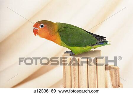 a Multi-colored Parakeet Looking at Camera, Side View, Differential Focus View Large Photo Image Stock Photo - a Multi-colored Parakeet Looking at Camera, Side View, Differential Focus. Fotosearch