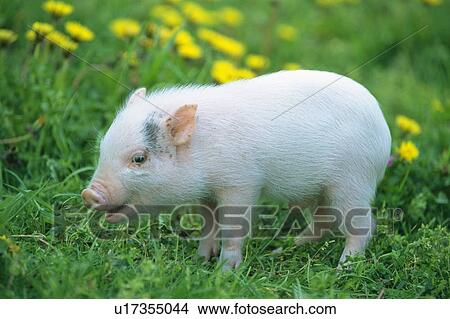 Picture -  a Piglet Walking On Grass, Side View, Differential Focus. Fotosearch